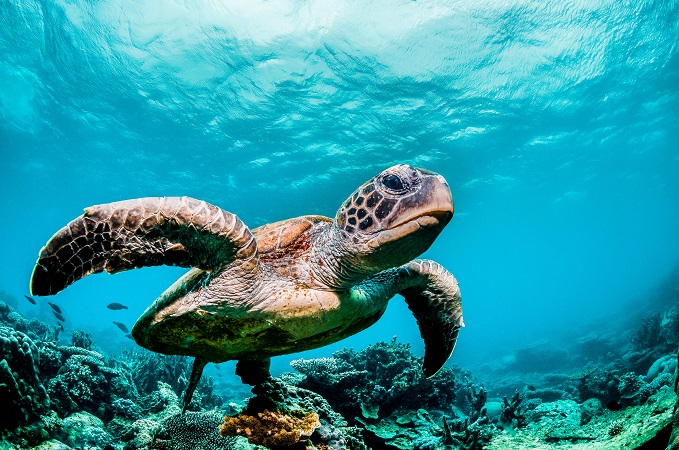 SAS busca inteligencia artificial impulsada por la comunidad para proteger las tortugas marinas en peligro de extinción en Galápagos. 