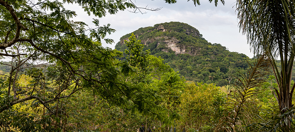 Veea, O.N.E. Amazon and AECOM collaborate to create the Internet of Forests