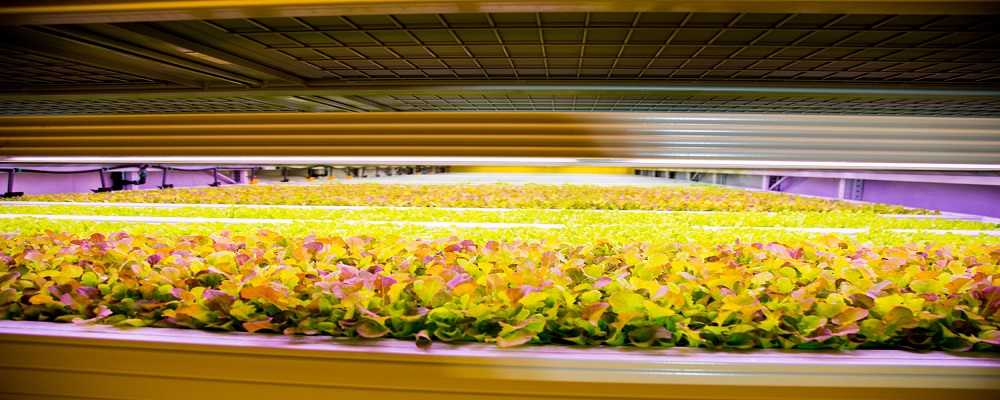 Kuwait NOX Management opens first large-scale indoor vertical farm in Middle East